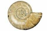 Polished Ammonite (Argonauticeras) Fossil - Madagascar #252784-1